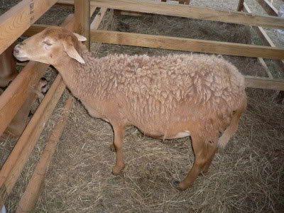 sheep2-2.jpg