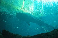 179838880_332025a267_m-1.jpg