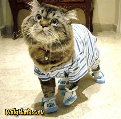 cat_pajamas-2.jpg