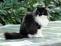 200pxCat_outside-2.jpg
