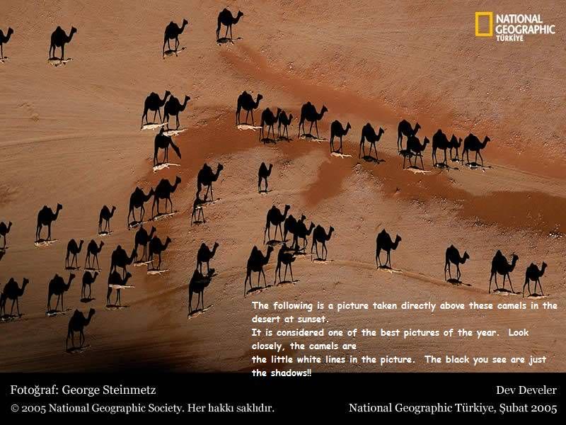 Camels 2 - photo of the year? subhanallah!