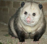 art_1_Shawn_opposum_2785-2.jpg