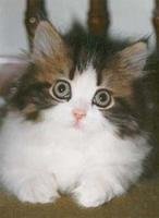 cat2_medium-2.jpg