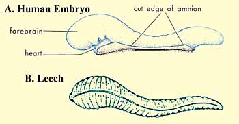 ch11aimg1 2 - Embryology Timing