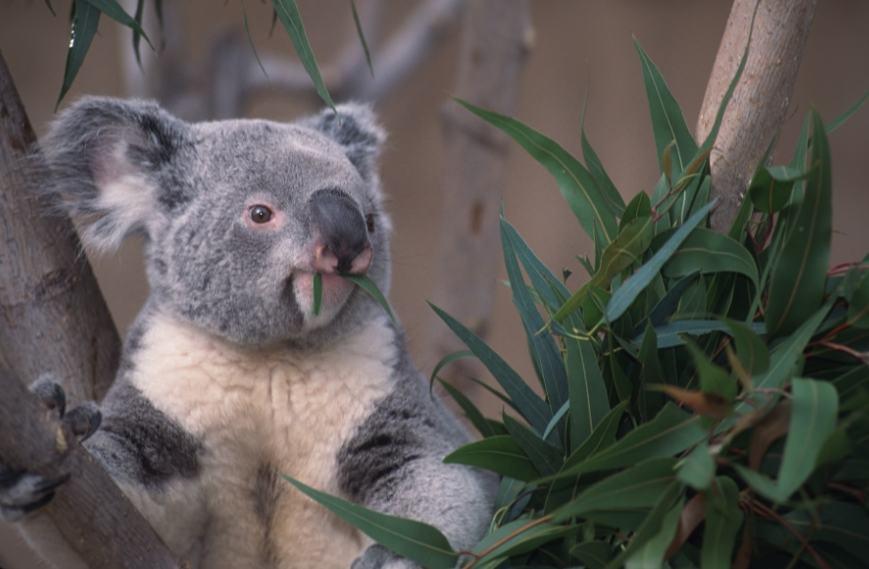 koalaleaf-2.jpg