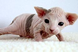 250px2_weekold_Female_Sphynx_Suki-3.jpg