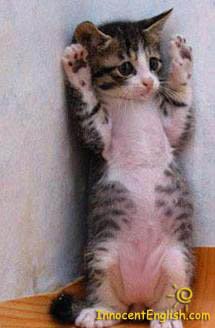 37cutecatstanding-1.jpg