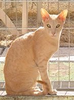 37fOricream-1.jpg