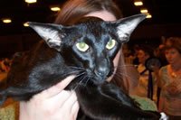 37oriblack-1.jpg