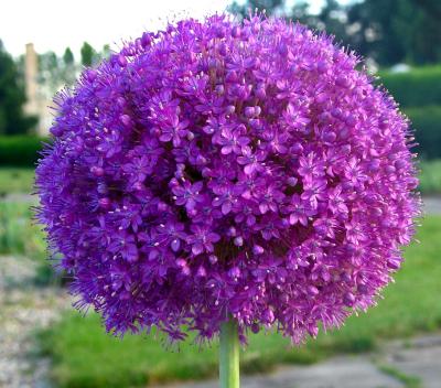 48773662IMG 0340 am Allium 5 - *!* Khayal's Flowers Thread *!*