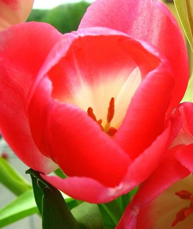 50588895IMG_6816Tulipan1-2.jpg