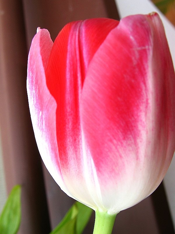 50588958IMG_6821Tulipan-2.jpg