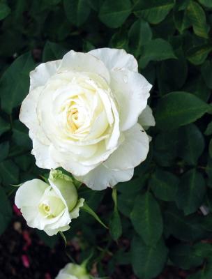 53019633IMG_3212mRoza1-1.jpg