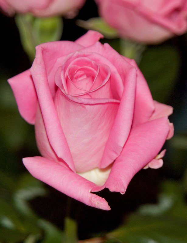 58223158DSC_7948_acm-1.jpg