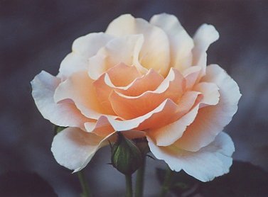 BBmostbeautiful-1.jpg