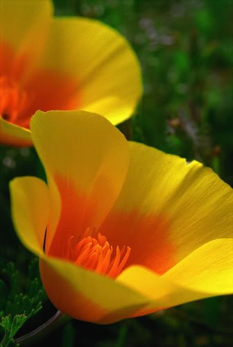 CaliPoppy-1.jpg