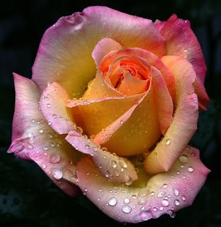 ColorfulRose-3.jpg