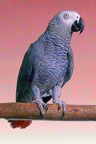 Congo20African20Grey 5 - any1 like birds here