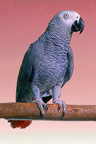 Congo20African20Grey-5.gif