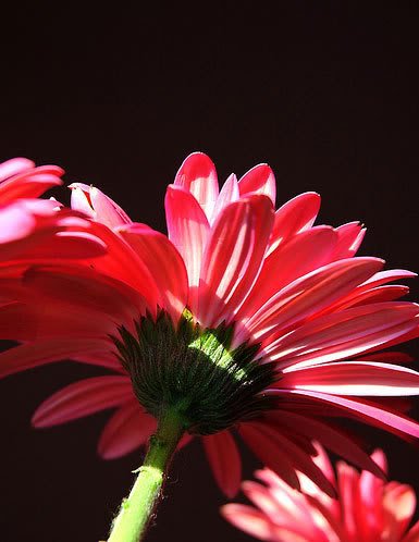 Gerbera3 1 - *!* Khayal's Flowers Thread *!*