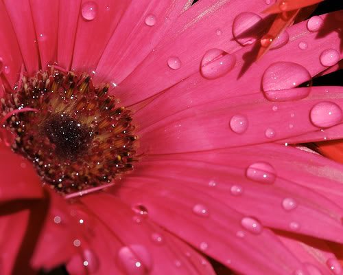 Gerbera4-1.jpg