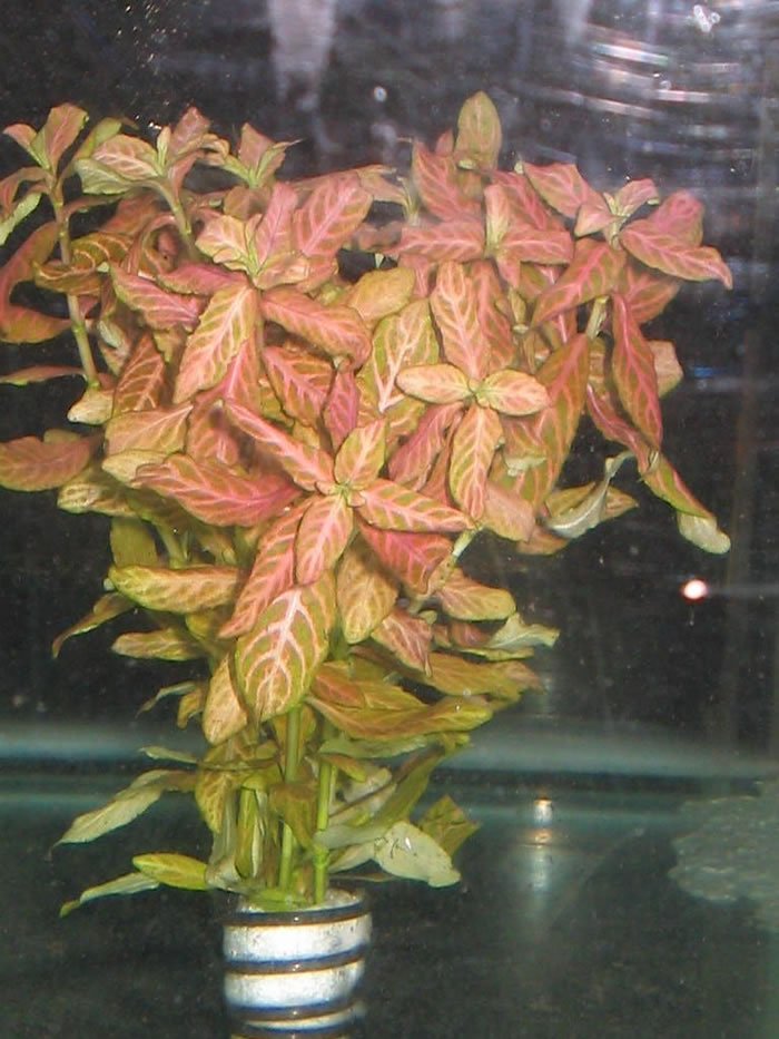 HYGROPHILA20POLYSPERMA20VARIEGATUS-3.jpg