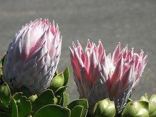 KingProtea1-3.jpg