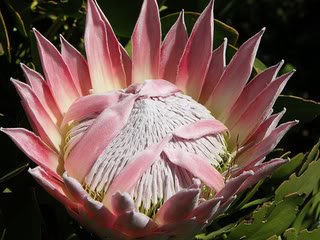 KingProtea2-3.jpg