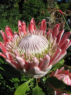 KingProtea3-3.jpg