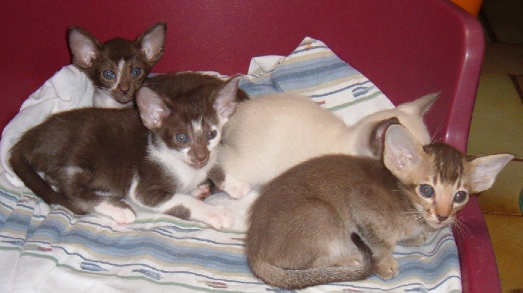 Kittens_yana__bicolours_011-1.jpg