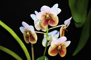 OrchidPrize-3.jpg