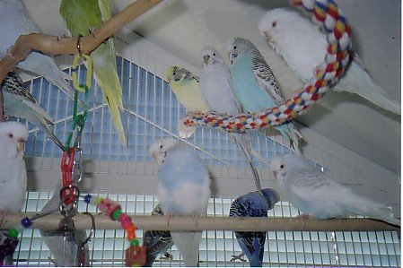 Parakeets15-1.jpg