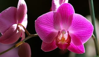 PinkOrchid-3.jpg