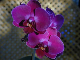 PurpleOrchid-3.jpg
