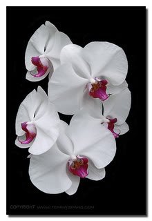 WhiteOrchid-3.jpg