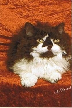 ZSelkirkRexCuddlyFur-2.jpg