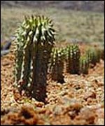 _39097364_cactus150-1.jpg