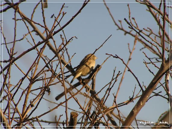 bird4-1.jpg