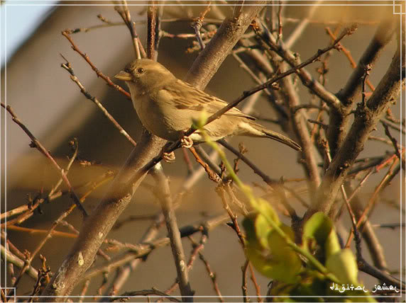 birdtree-1.jpg