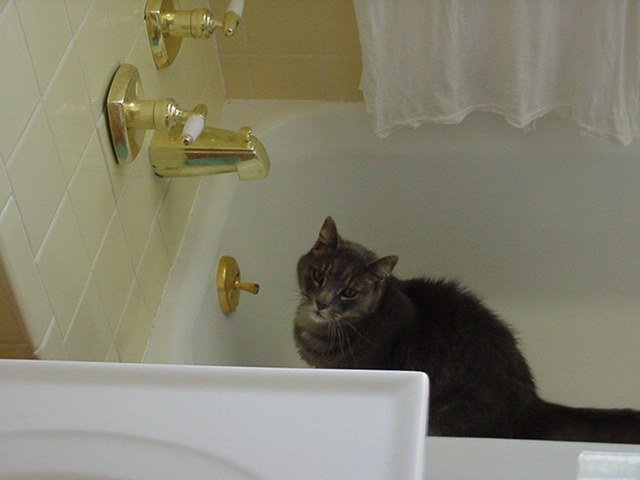 catInTubAtGrandadsHse-3.jpg