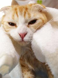 cattakingbath4JPG-2.jpg