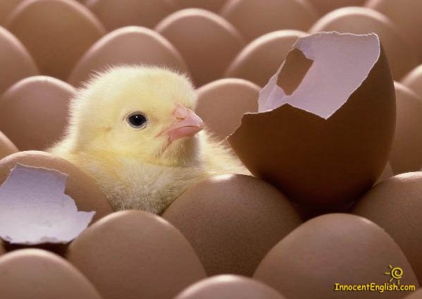 cutebabychick-1.jpg