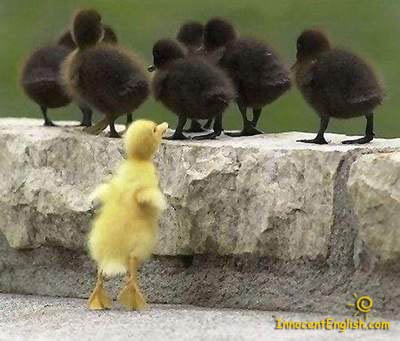 cuteducklings-1.jpg