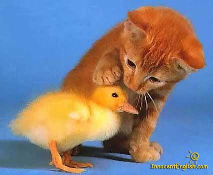 cutekittychick-1.jpg