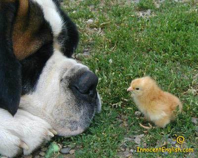 dogchickenJPG-1.jpg