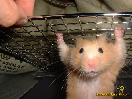 funnycutelittlehamsterpic105-1.jpg