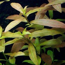 hygrophila20polyspermaJPG-3.jpg