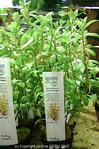 hygrophila_polysperma-3.jpg