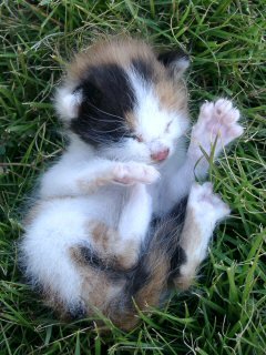 kitten_sleeping_on_grass-5.jpg