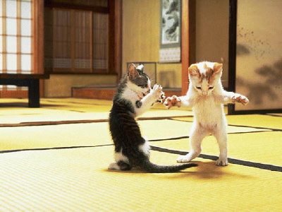 kungfu_cats-2.jpg